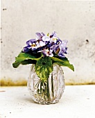 Close-up of Parma violets in glass vase