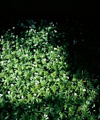 Shrub of flowering woodruff