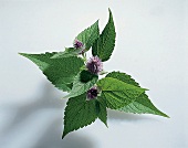 Kräuter und Knoblauch; Blätter v. Anisysop mit Blüten