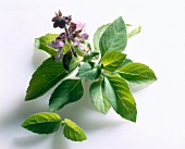 Close-up of basil leaves with flowers on white background