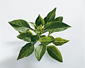 Kräuter und Knoblauch; Blätter v.Basilikum "Fino verde"