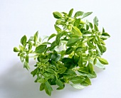 Close-up of twig of bobbed basil leaves on white background