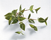 Kräuter und Knoblauch; Blätter v. Cunila, "american stonemint"