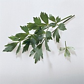 Kräuter und Knoblauch; Blätter v. Liebstöckel, grün