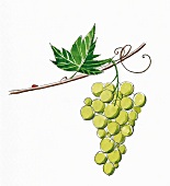 Illustration: grüne Weintrauben 