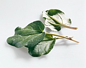 Kräuter und Knoblauch; Blätter v. Rhabarber, einzeln