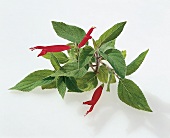 Kräuter und Knoblauch; Blätter v. Ananassalbei mit Blüten