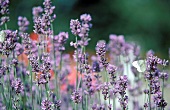 Kräuter und Knoblauch; Lavendel blüht außen, Schmetterling