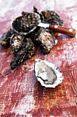 Several closed oysters behind an open oysters, close-up