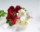 Kräuter und Knoblauch; Blumen v. Heckenrosen in Rot und Weiß