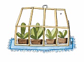 Kleines Gewächshaus mit vier grünen Topfpflanzen auf einer blauen Decke