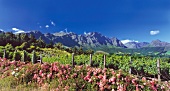View of mountains and vineyards with rose hedge in foreground, Franschhoek, South Africa