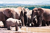 Elefantenherde am Wasserloch in Südafrika