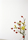 Rose hip branch on white background, copy space
