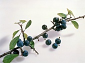 Blackthorn branch on white background