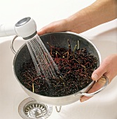 Hand washing elderberries in pan, step 1