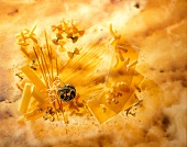 Various raw pasta on yellow background