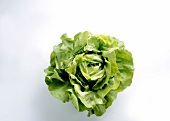 Fresh lettuce on white background