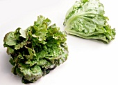 Green-leaved batavia lettuce on white background