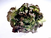 Gemüse aus aller Welt, Freisteller: Roter Eisbergsalat