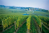 Weinberge des Weingutes Aufricht am Bodensee