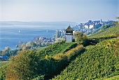 Blick auf den Bodensee und das Haltnauer Türmle