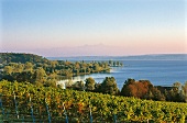 Blick auf den Bodensee bei Salem, Reben in der Birnauer Kirchhalde