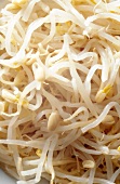 Close-up of sprouts