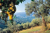 Blick von San Martino auf die Gipfel des Maiella-Massivs