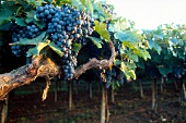 Weintrauben der roten Rebsorte Montepulciano