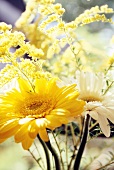 Close-up of yellow and white gerbera flowers