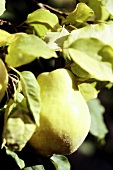 Close-up of quince hanging on tree