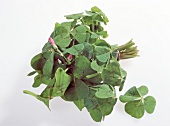 Bunch of lucky clover on white background