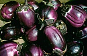 Close-up of small eggplants