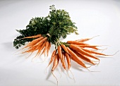 Two bunch of orange carrots on white background