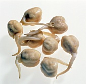 Close-up of chickpea sprouts seeds on white background