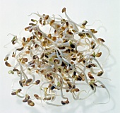 Close-up of alfalfa sprouts on white background