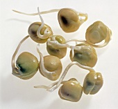 Close-up of germinated pea on white background