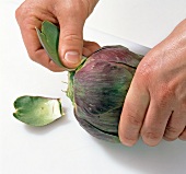 Gemüse aus aller Welt, Blätter von der Artischocke abzupfen, Step 2