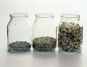 Mung beans, soaked mung and mung sprouts in three jars on white background