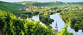 Blick auf Escherndorf und den Main, Weinanbaugebiet