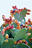 Kaktus, Kaktusfeigen 