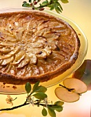 Close-up of apple cake on plate