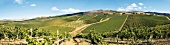 Weinanbaugebiet Regaleali in Sizilien