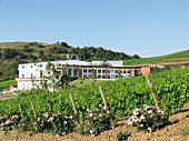 Baglio di Pianetto, Weingut in Sizilien bei Palermo
