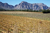 View of viticulture of winery Ashanti in South Africa