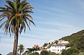 View of housing development with palm tree in Muizenberg, South Africa