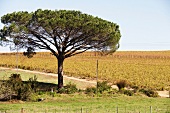 Südafrika, Weingut De Waal, Weinreben, Felder