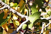 Close-up of vine in DeWaal Wines, South Africa