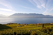 Blick von den Weinbergen auf Rivaz am Genfer See